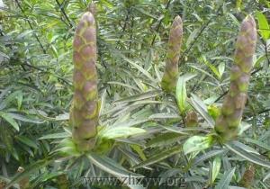 花叶假杜鹃细节