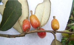 胡颓子