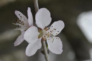 胡桃花