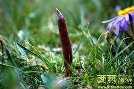 初生的头花蓼