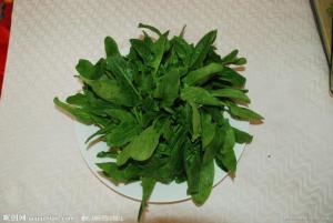 红菠菜图册