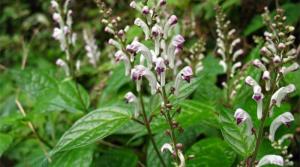 红茎黄芩