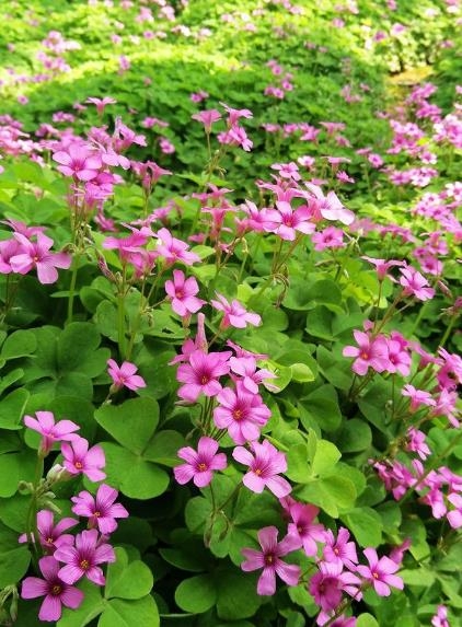 红花酢浆草