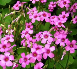 红花酢浆草