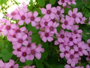 红花酢浆草