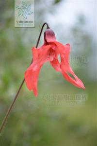 红花绿绒蒿图册