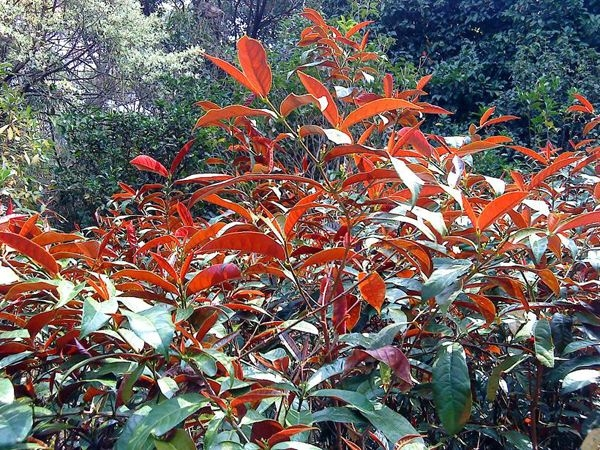 红背桂