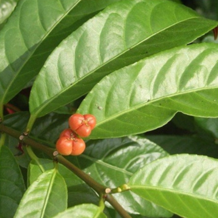 红背桂