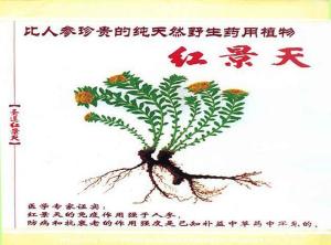 红景天形态