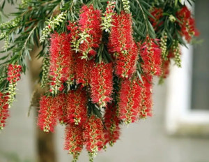 红千层