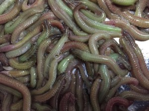 疣吻沙蚕