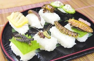 疣吻沙蚕