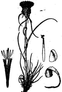 禾叶风毛菊图册