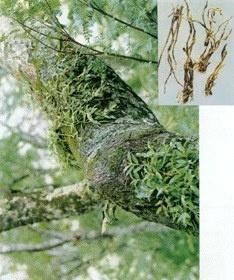 环草石斛