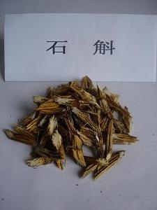 环草石斛