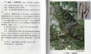环草石斛
