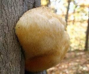 猴头菇之乡在海林