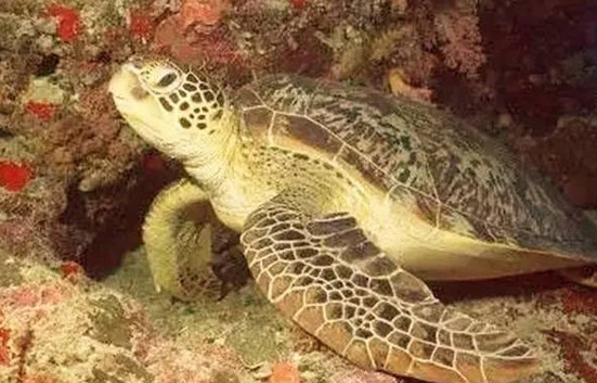 海龟