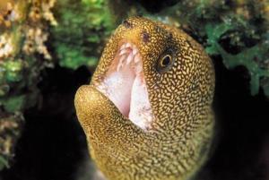 豹纹鳝