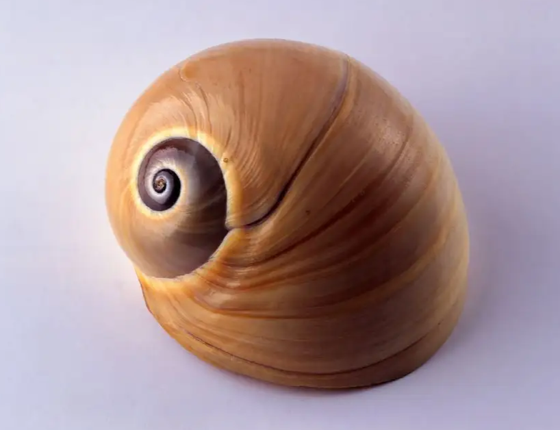 海螺