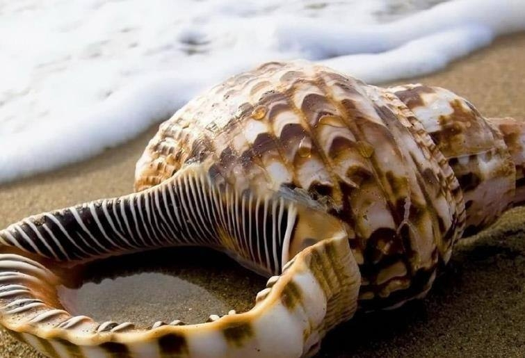 海螺