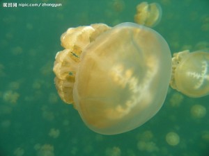 黄斑海蜇