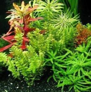 藻类植物
