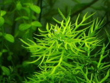 藻类植物