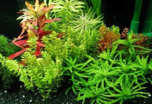 藻类植物