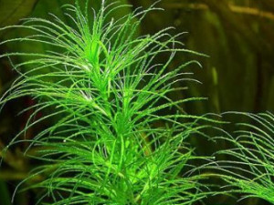藻类植物