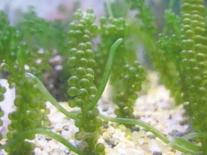 藻类植物