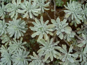 海芙蓉