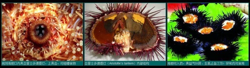 海胆类的内部结构与生理