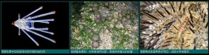 海胆类的生殖与发育
