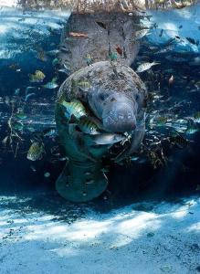海牛