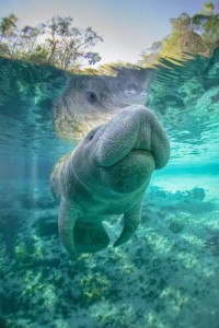海牛