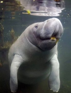 海牛
