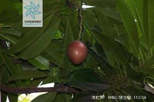 牛心荔图册