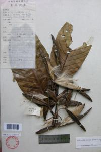 牛心荔图册