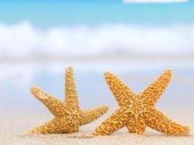 海星