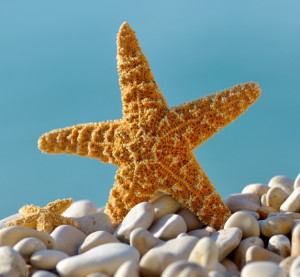海星