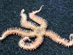 海星