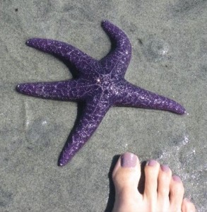 海星