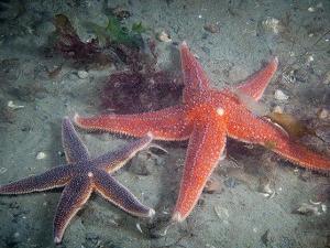 海星