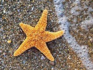 海星