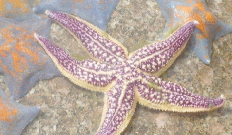 海星