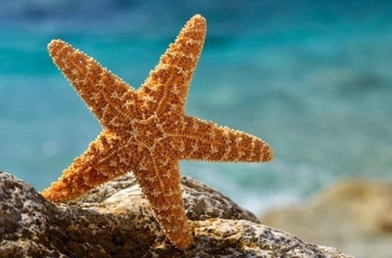 海星