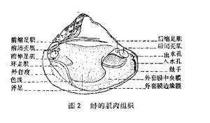 河蚌相关图