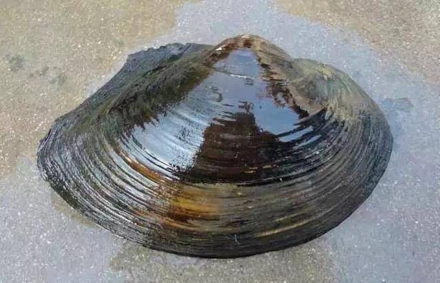 河蚌