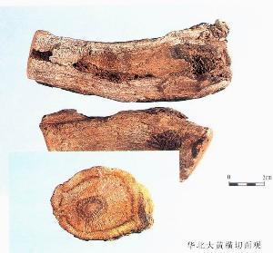 河套大黄